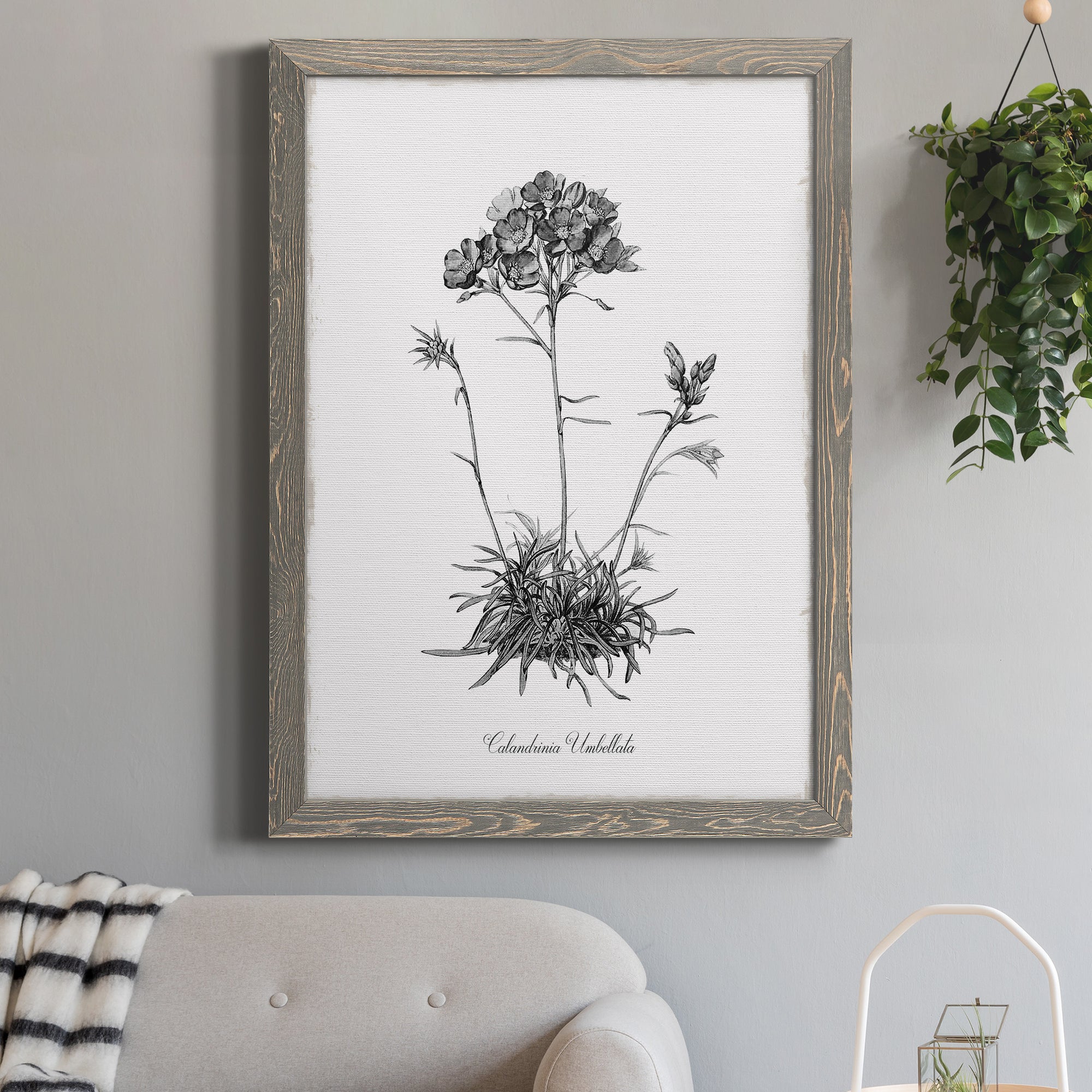Simply Caladrinia - Premium Canvas Framed in Barnwood - Ready to Hang