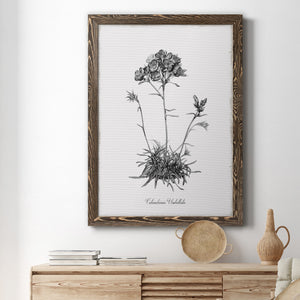Simply Caladrinia - Premium Canvas Framed in Barnwood - Ready to Hang