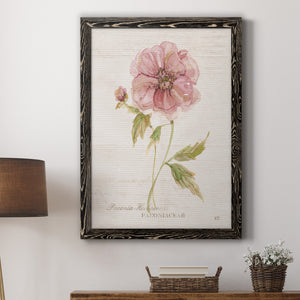 Soft Peony - Premium Canvas Framed in Barnwood - Ready to Hang