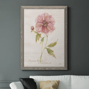 Soft Peony - Premium Canvas Framed in Barnwood - Ready to Hang