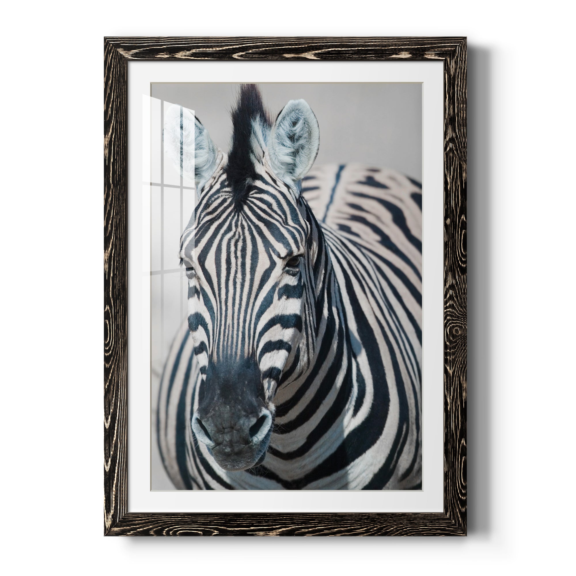 Namibia Zebra - Premium Framed Print - Distressed Barnwood Frame - Ready to Hang