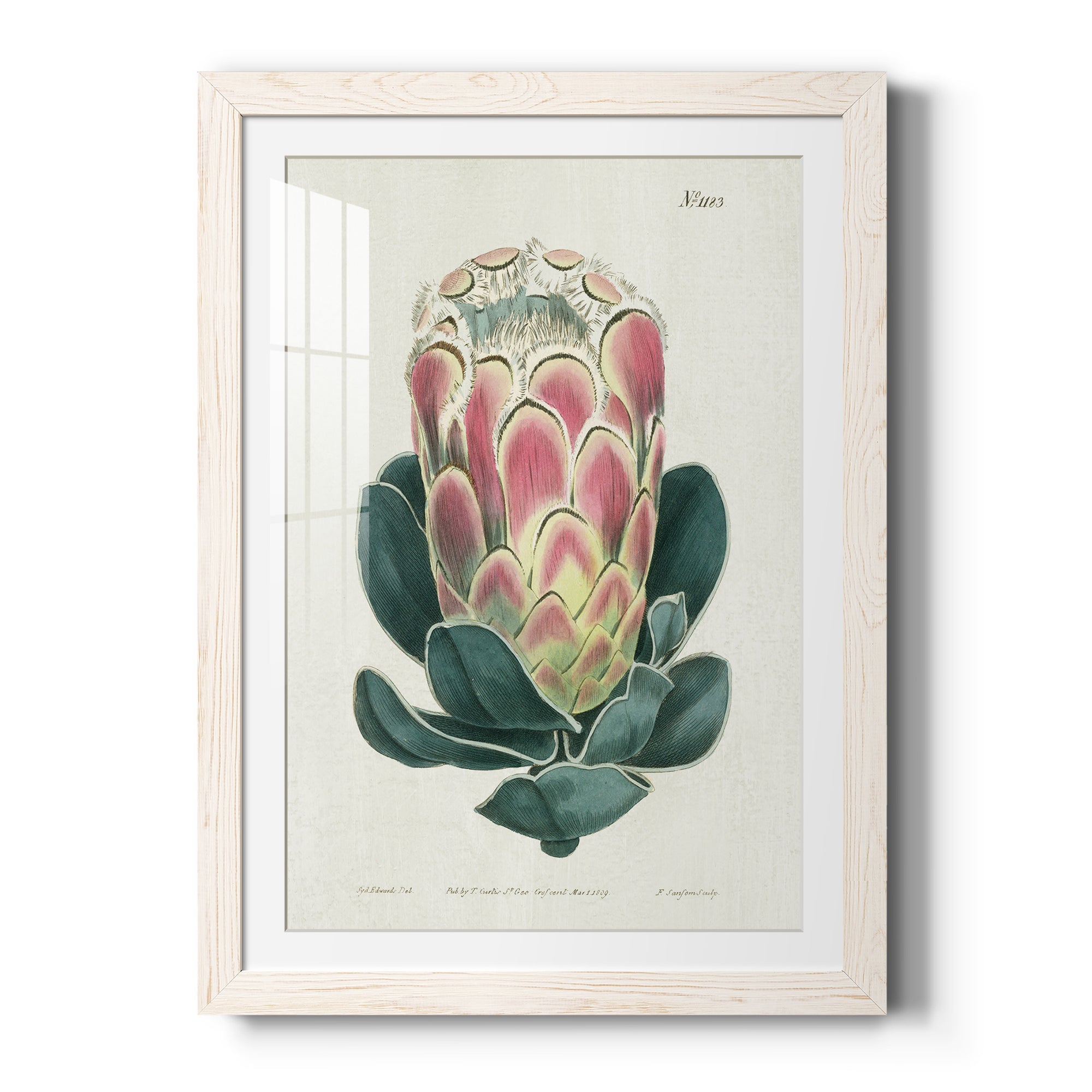 Protea N83 - Barnwood Framed Art Print