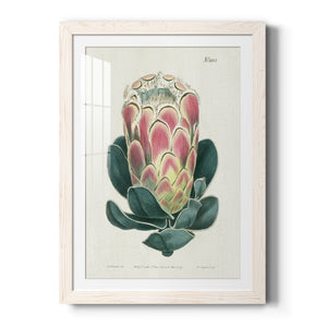 Protea N83 - Barnwood Framed Art Print
