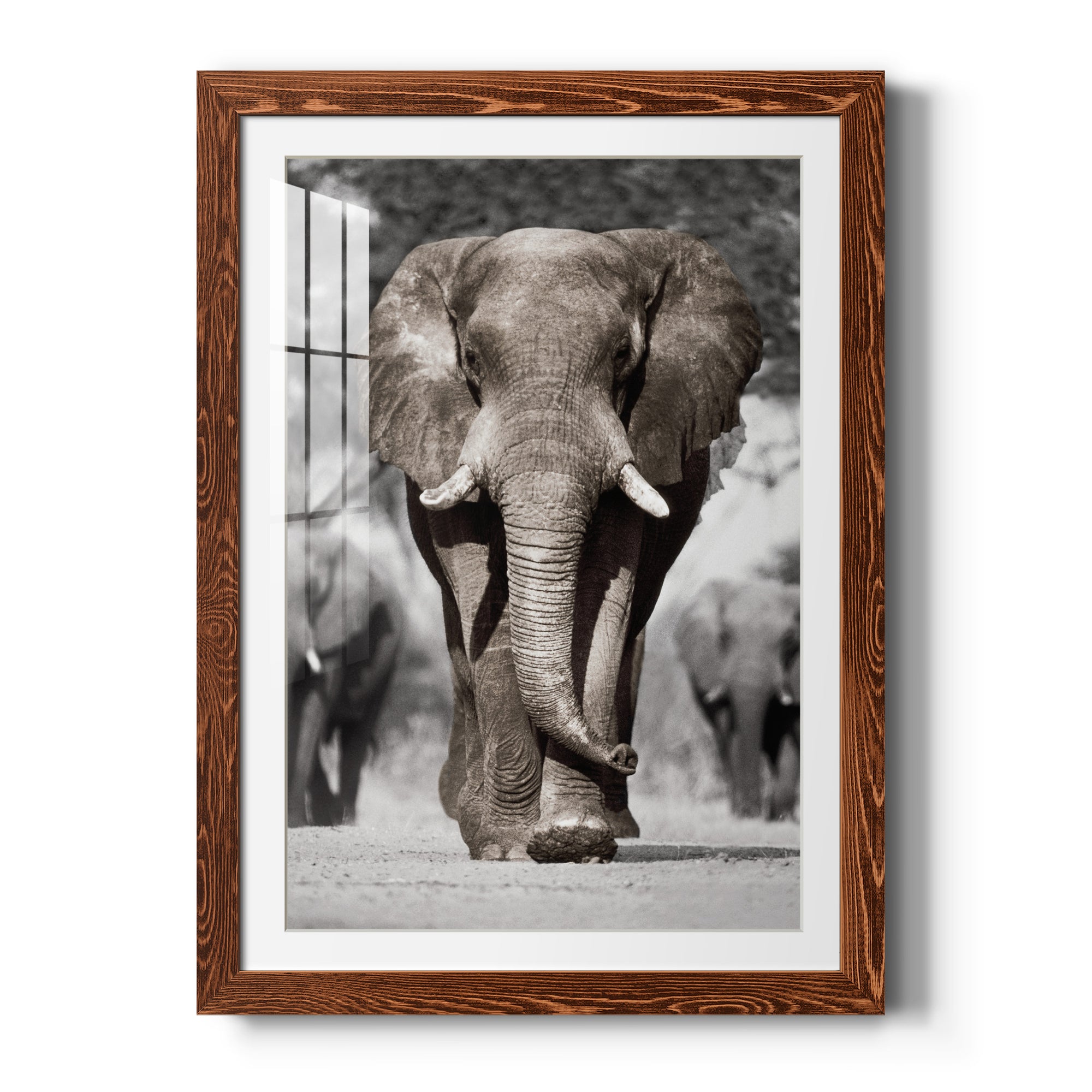 Botswana Patriarch - Barnwood Framed Art Print