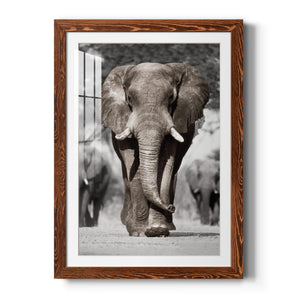 Botswana Patriarch - Barnwood Framed Art Print