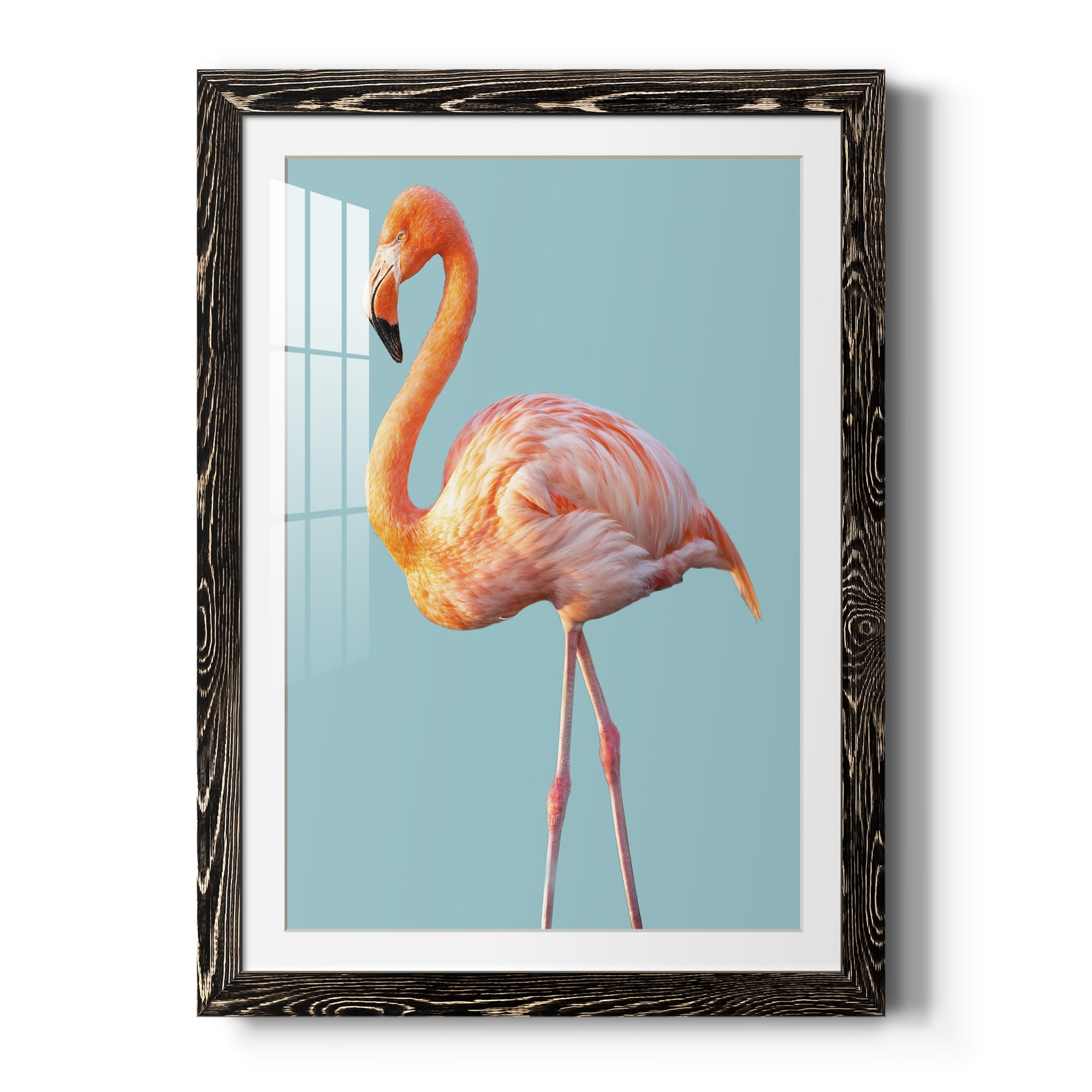 Flamingo - Barnwood