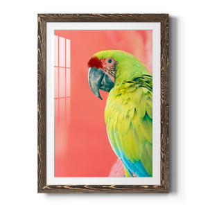 Green Macaw - Barnwood