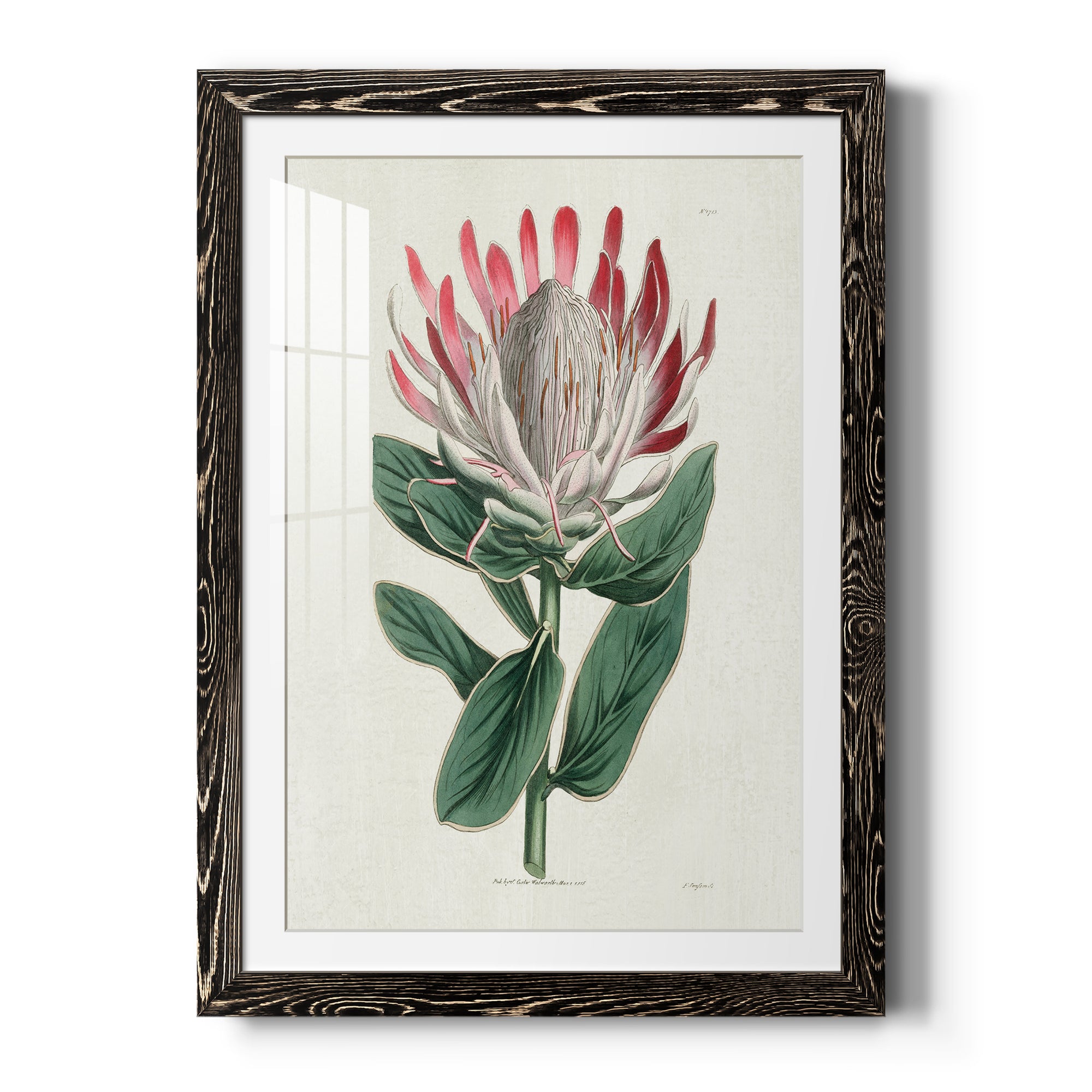 Protea N13 - Barnwood Framed Art Print