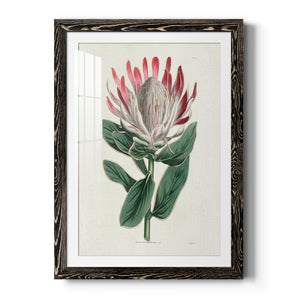 Protea N13 - Barnwood Framed Art Print