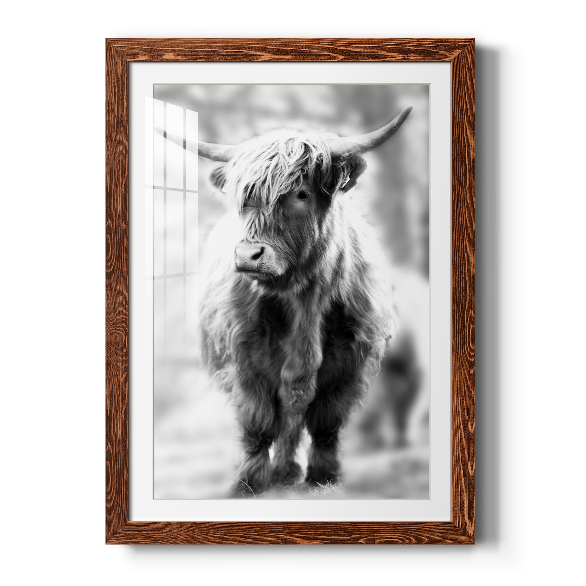 Yorkshire Highland - Premium Framed Print - Distressed Barnwood Frame - Ready to Hang