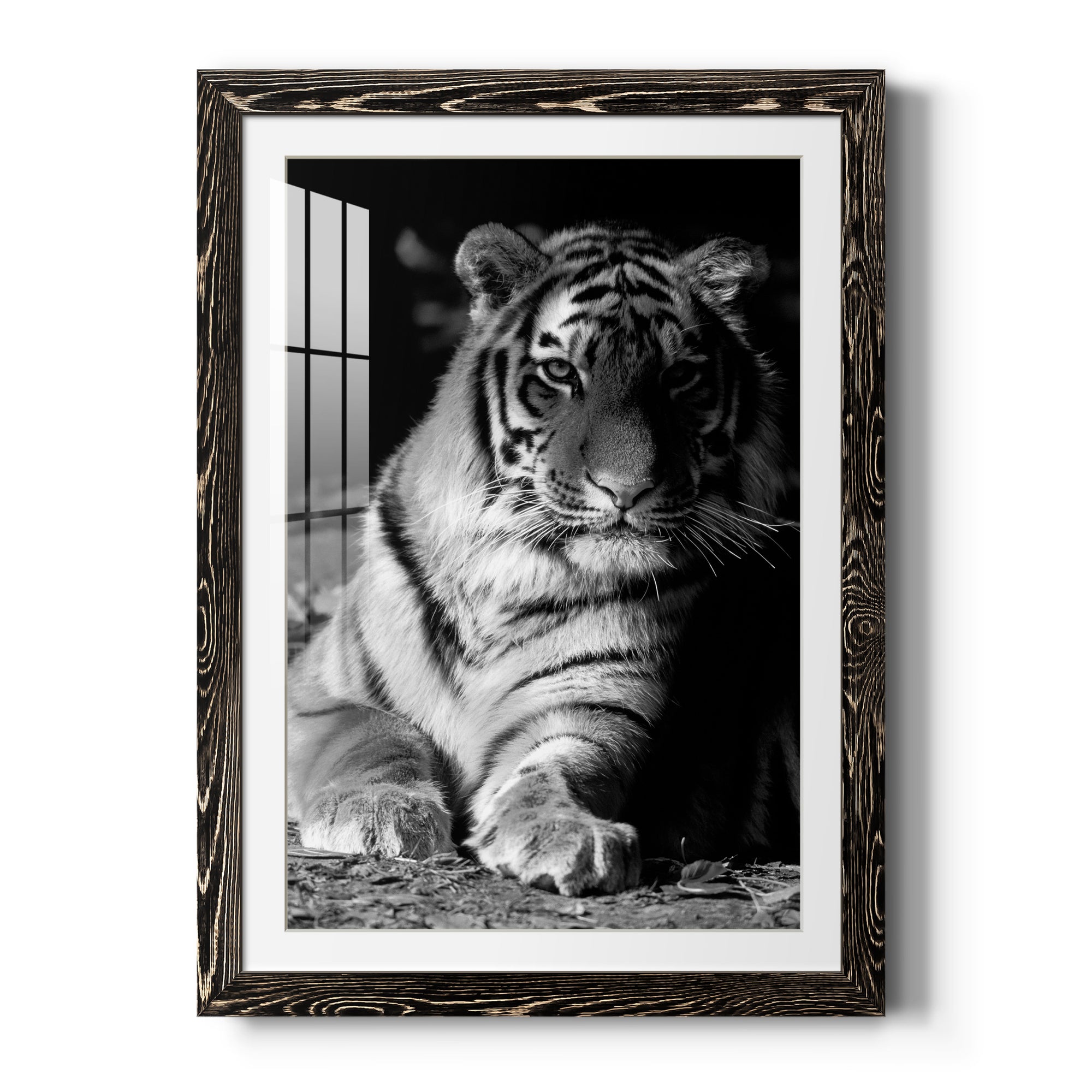 Tiger Repose - Barnwood Framed Art Print