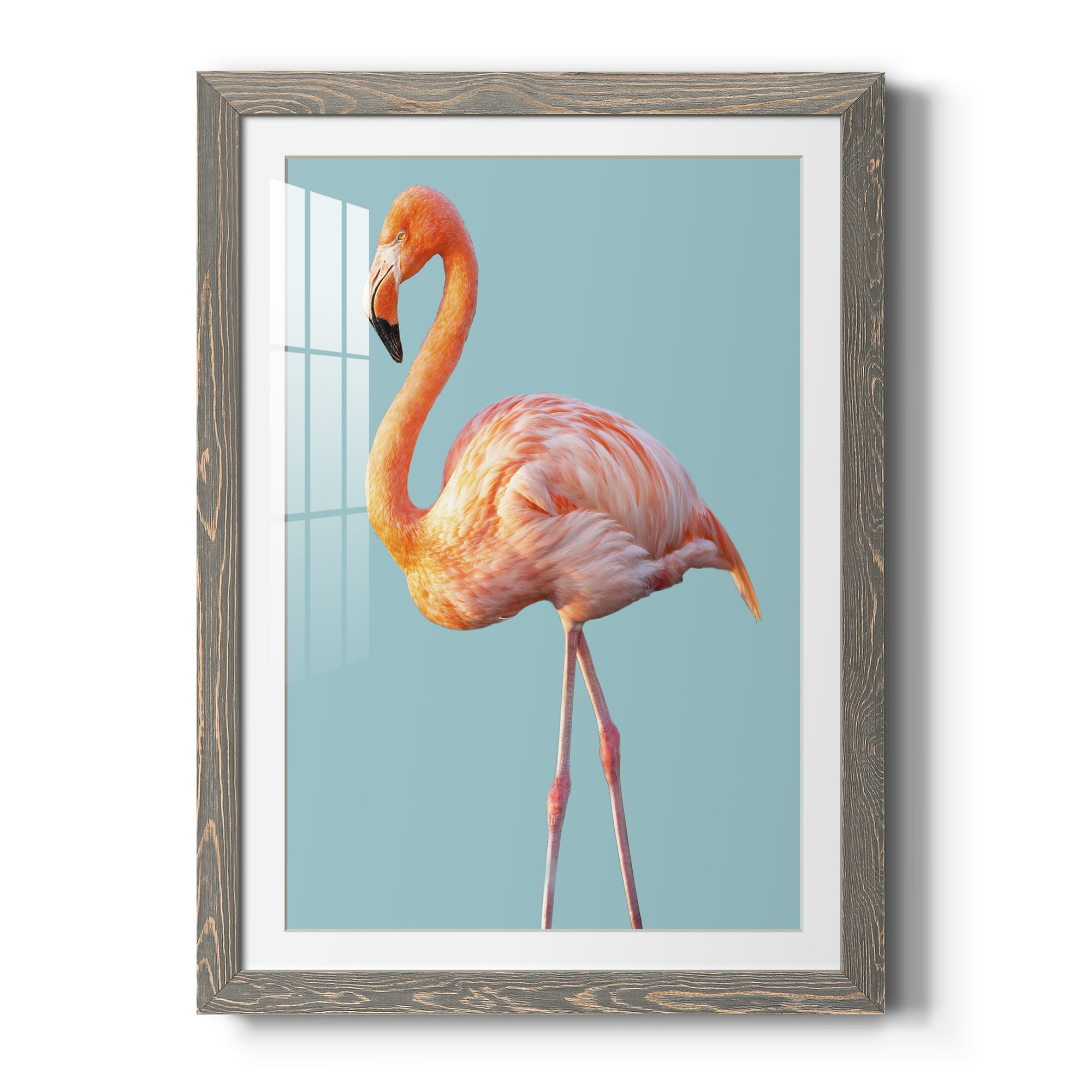 Flamingo - Barnwood