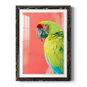 Green Macaw - Barnwood