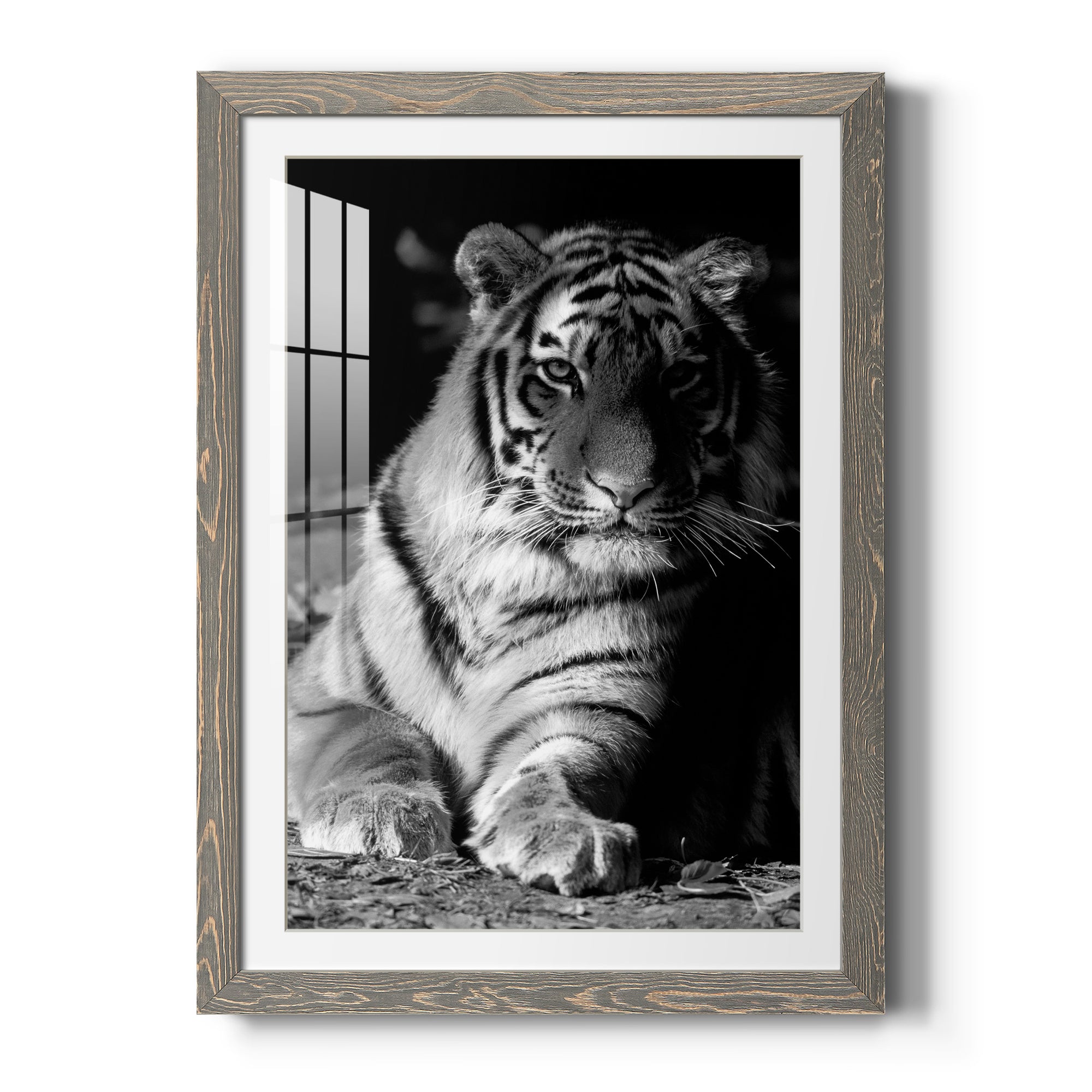 Tiger Repose - Barnwood Framed Art Print
