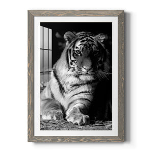 Tiger Repose - Barnwood Framed Art Print