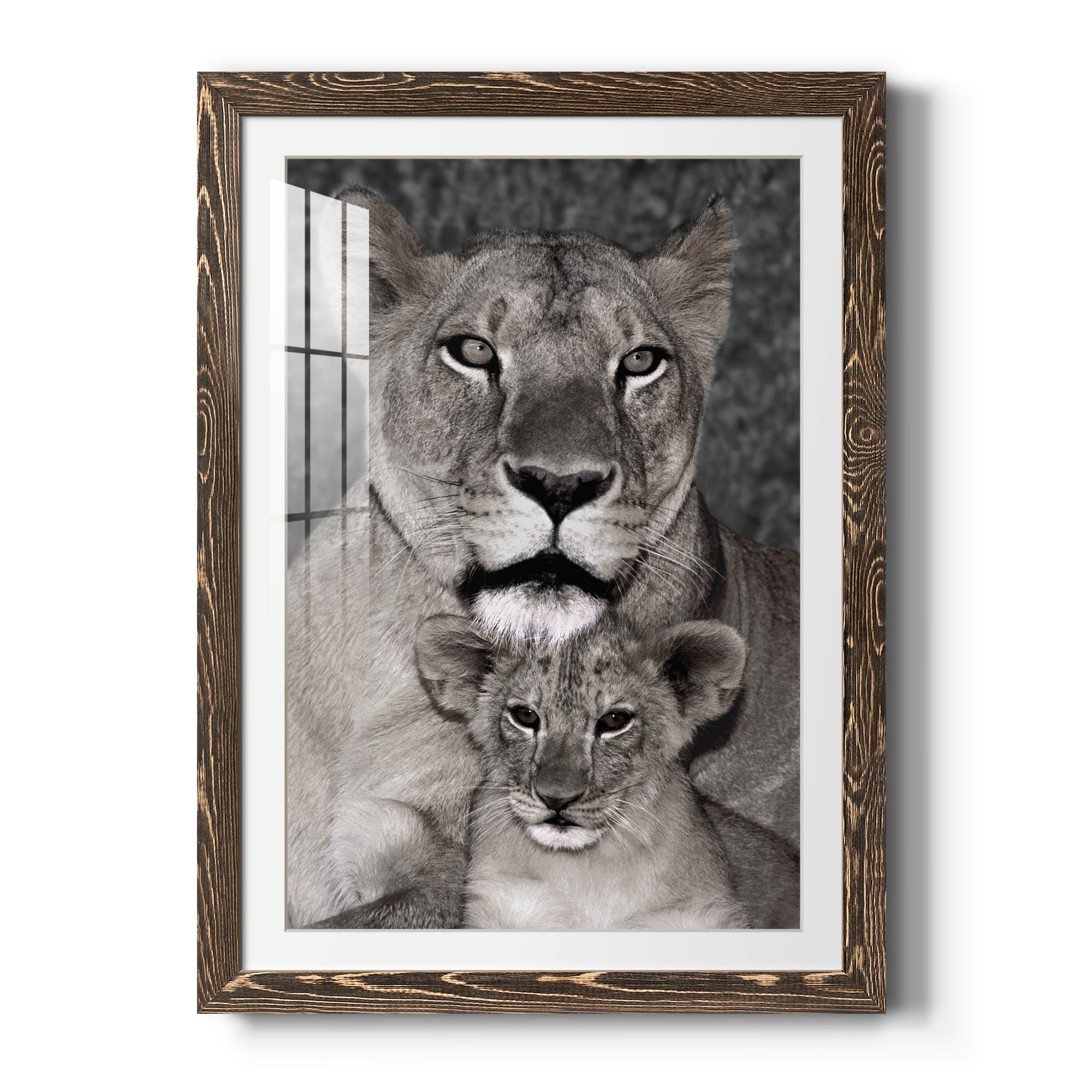 Lioness and Cub - Barnwood Framed Art Print