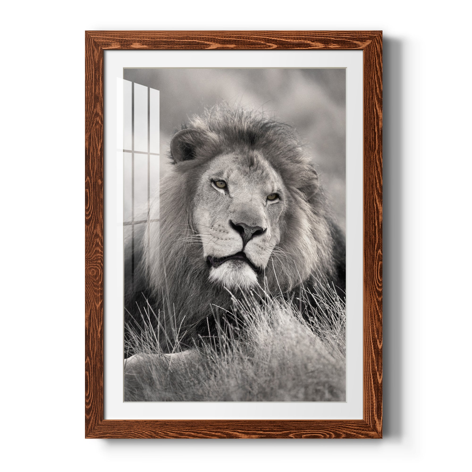 Pride of the Pride - Barnwood Framed Art Print