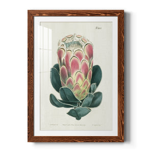 Protea N83 - Barnwood Framed Art Print