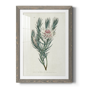 Protea N33 - Barnwood Framed Art Print