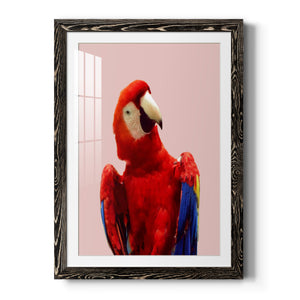 Honduras Wildlife - Barnwood