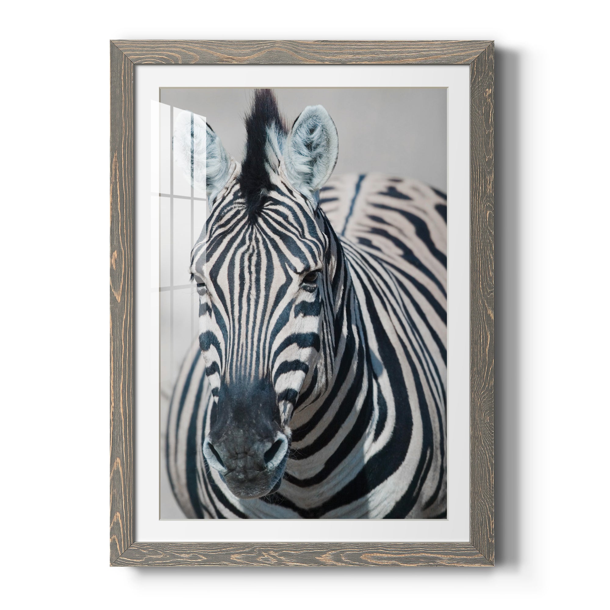 Namibia Zebra - Premium Framed Print - Distressed Barnwood Frame - Ready to Hang