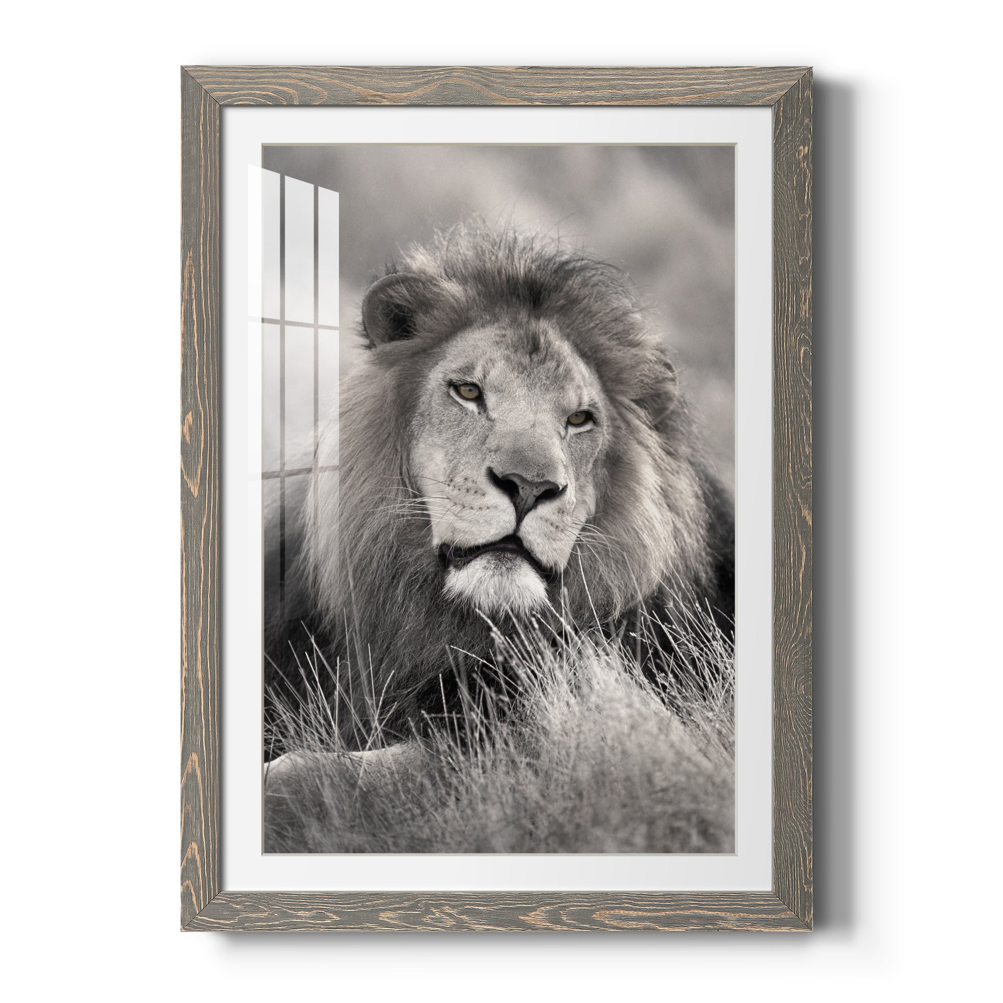 Pride of the Pride - Barnwood Framed Art Print