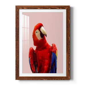 Honduras Wildlife - Barnwood