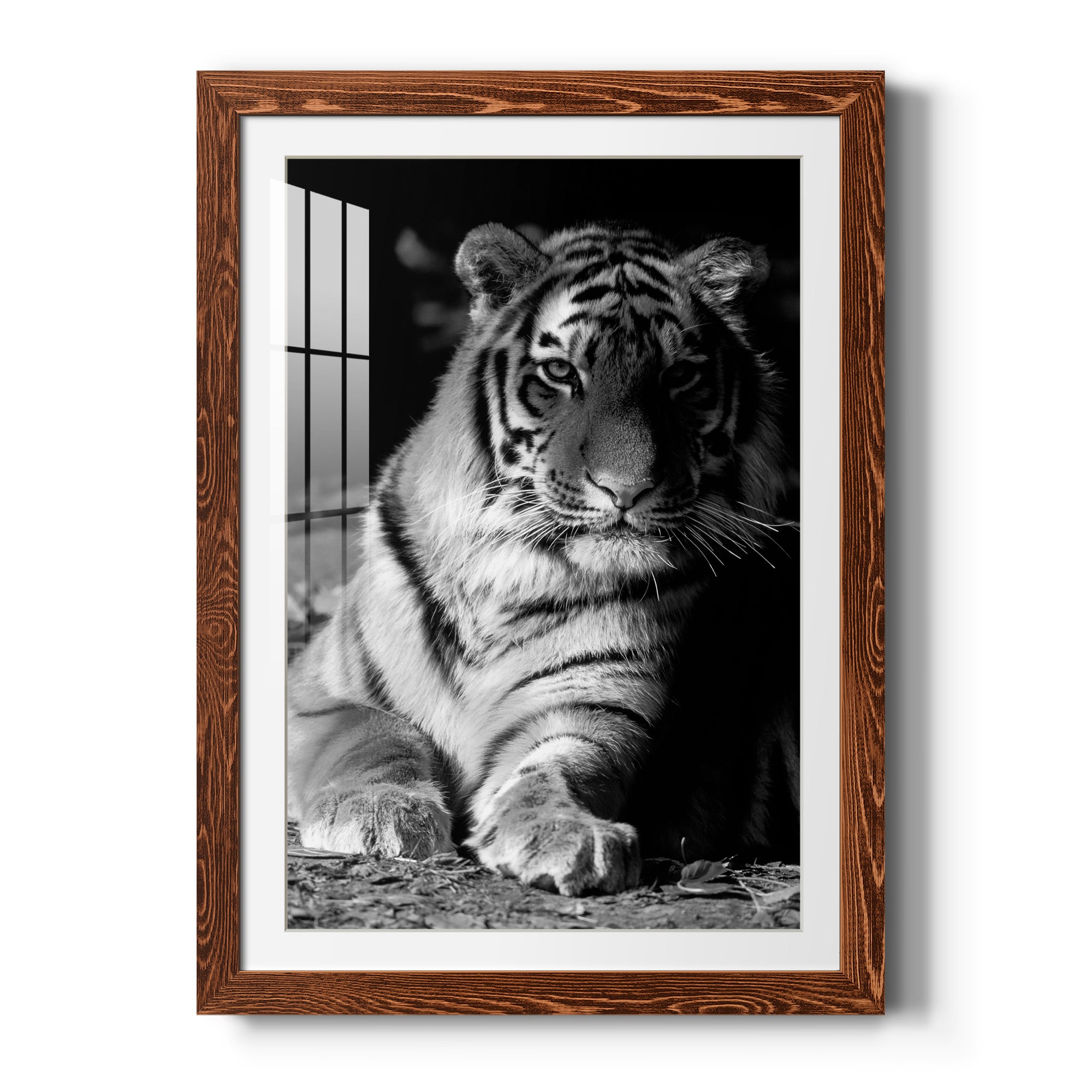 Tiger Repose - Barnwood Framed Art Print