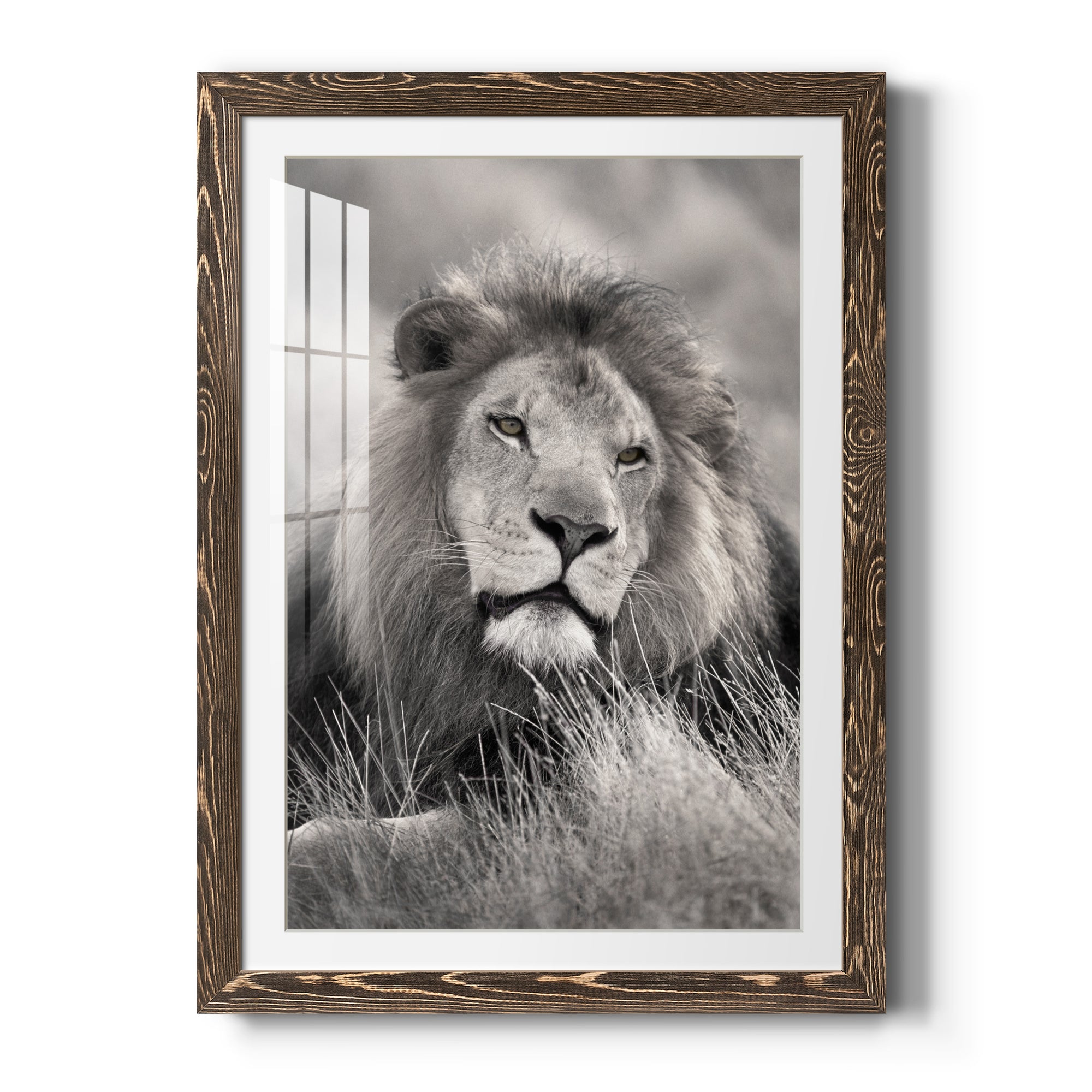 Pride of the Pride - Barnwood Framed Art Print