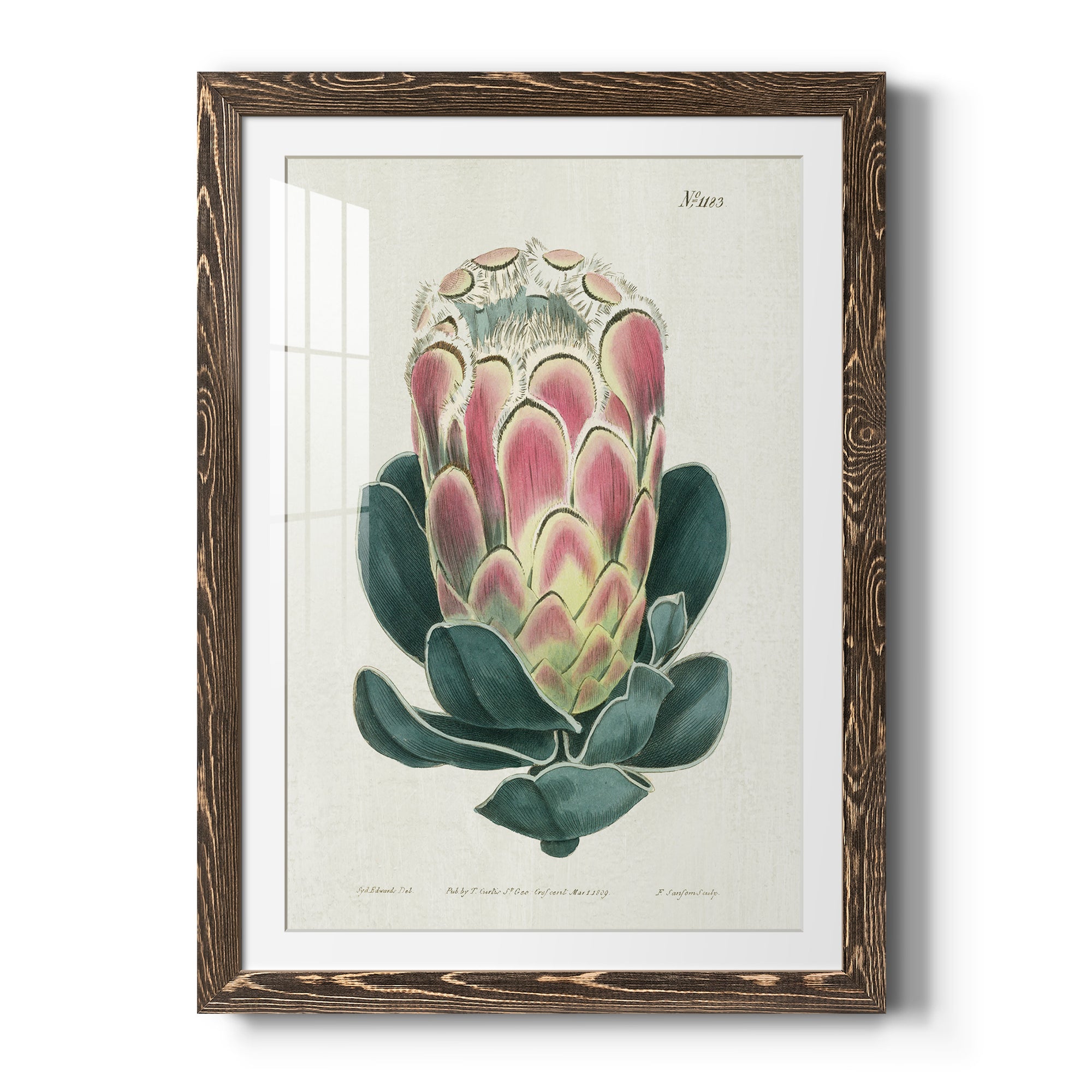 Protea N83 - Barnwood Framed Art Print