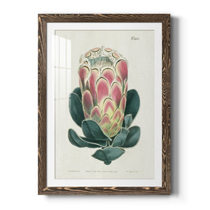 Protea N83 - Barnwood Framed Art Print