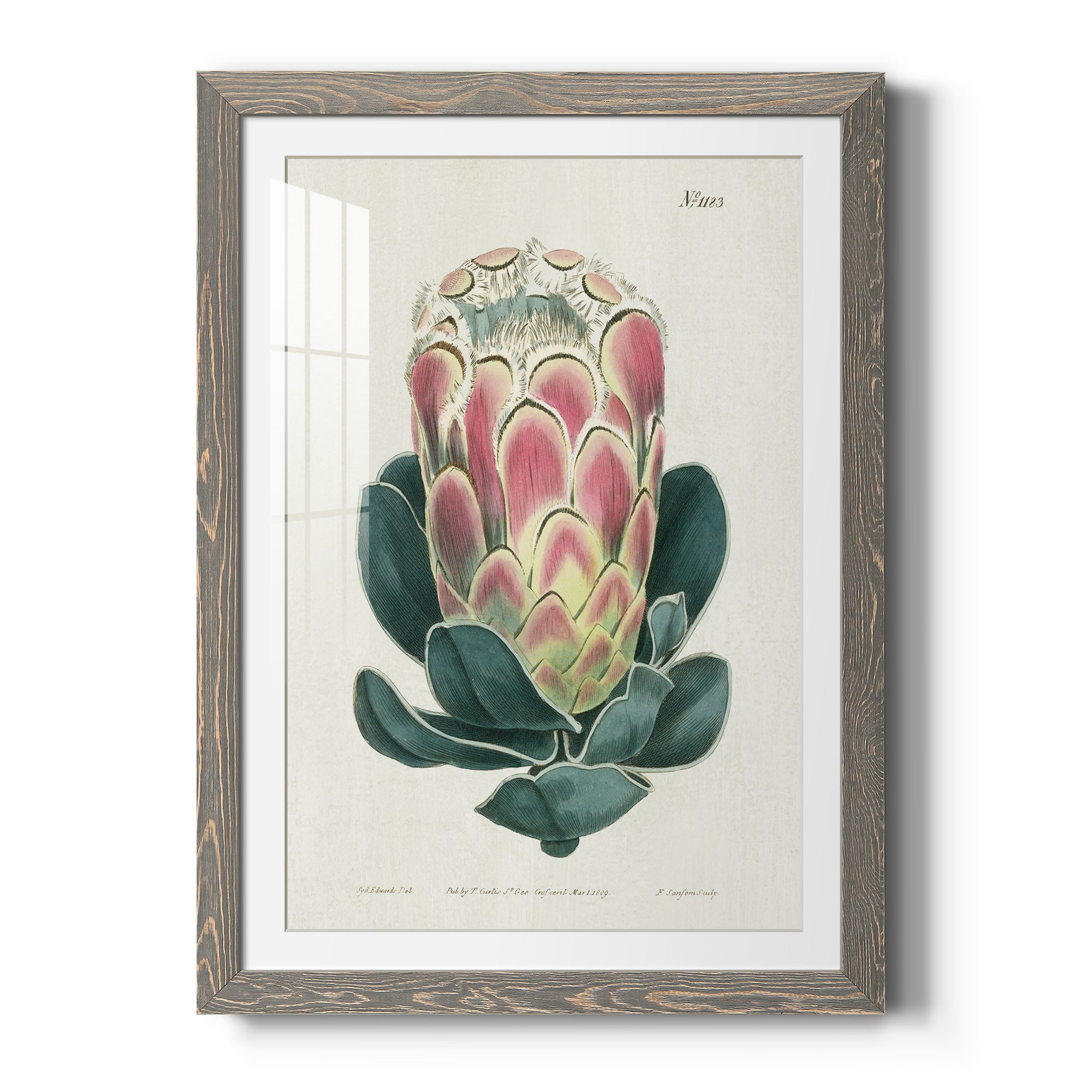 Protea N83 - Barnwood Framed Art Print