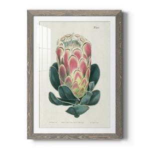 Protea N83 - Barnwood Framed Art Print