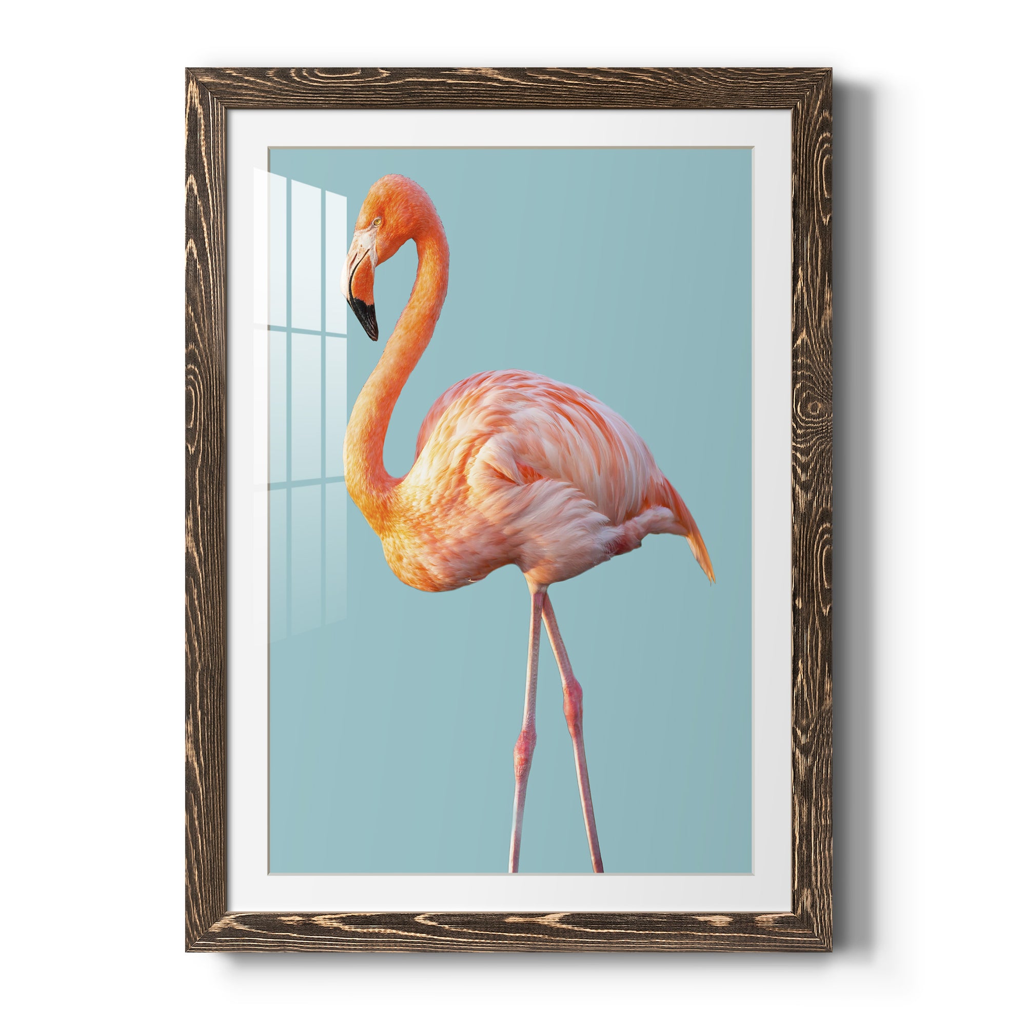 Flamingo - Barnwood