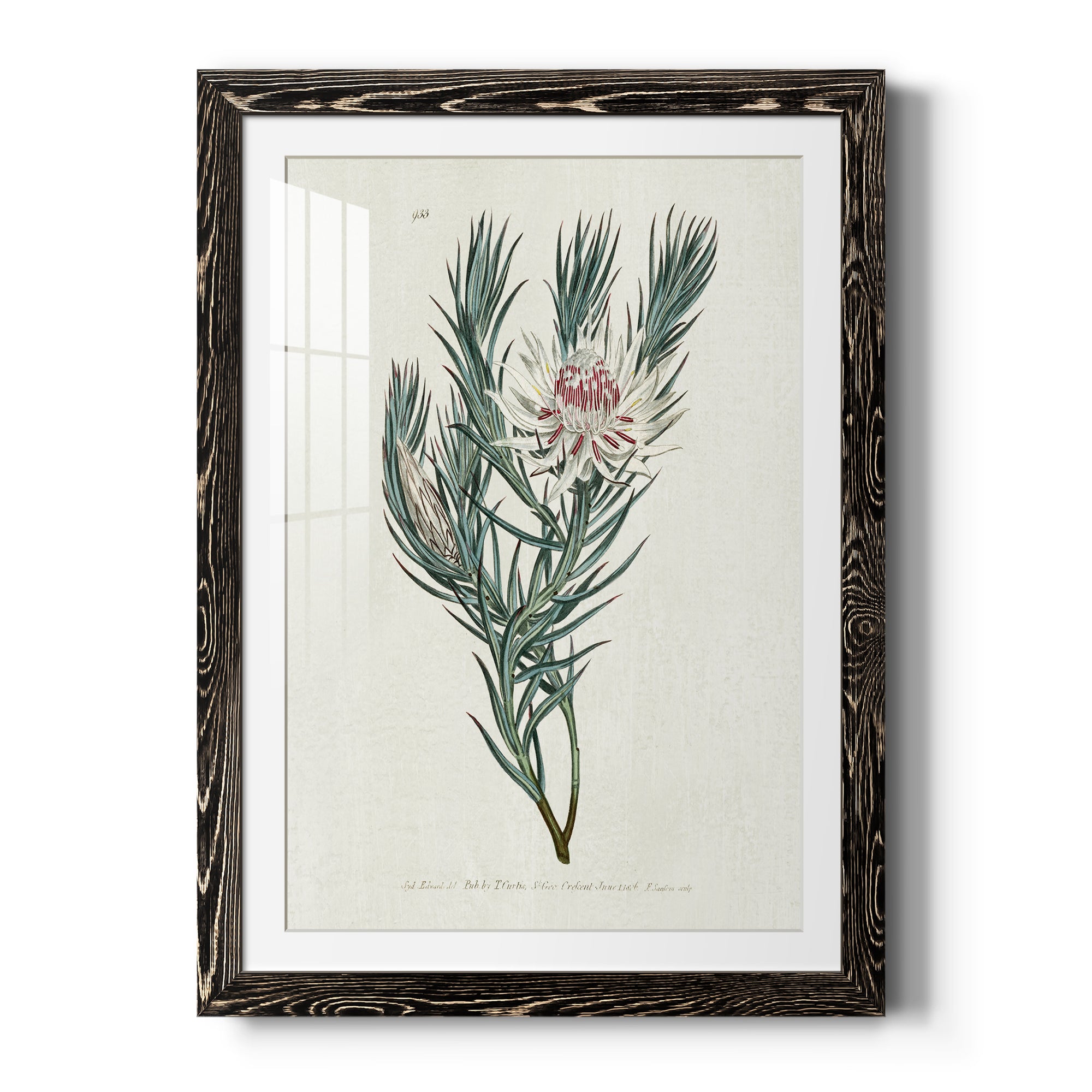 Protea N33 - Barnwood Framed Art Print