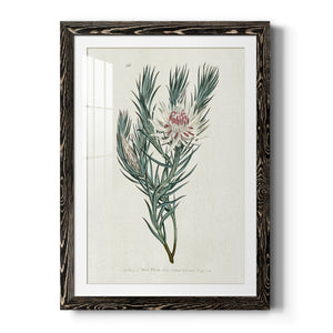 Protea N33 - Barnwood Framed Art Print