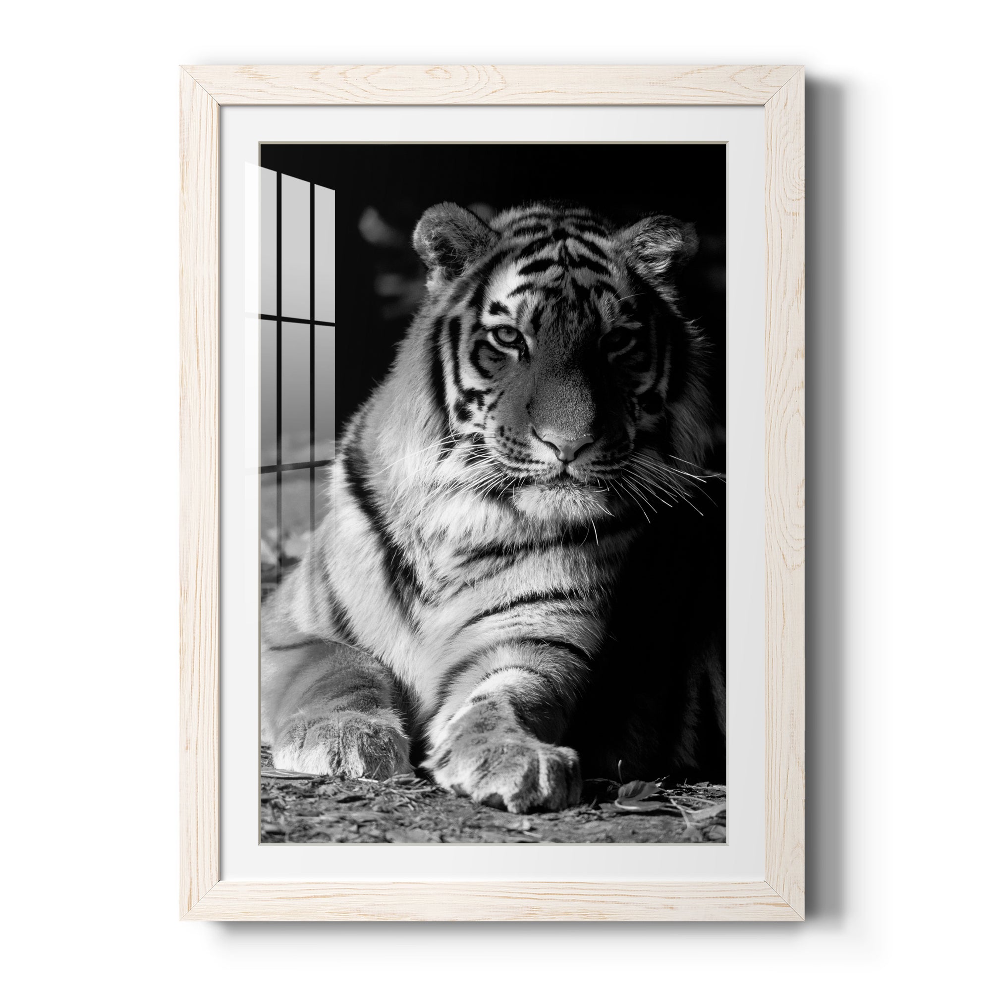 Tiger Repose - Barnwood Framed Art Print