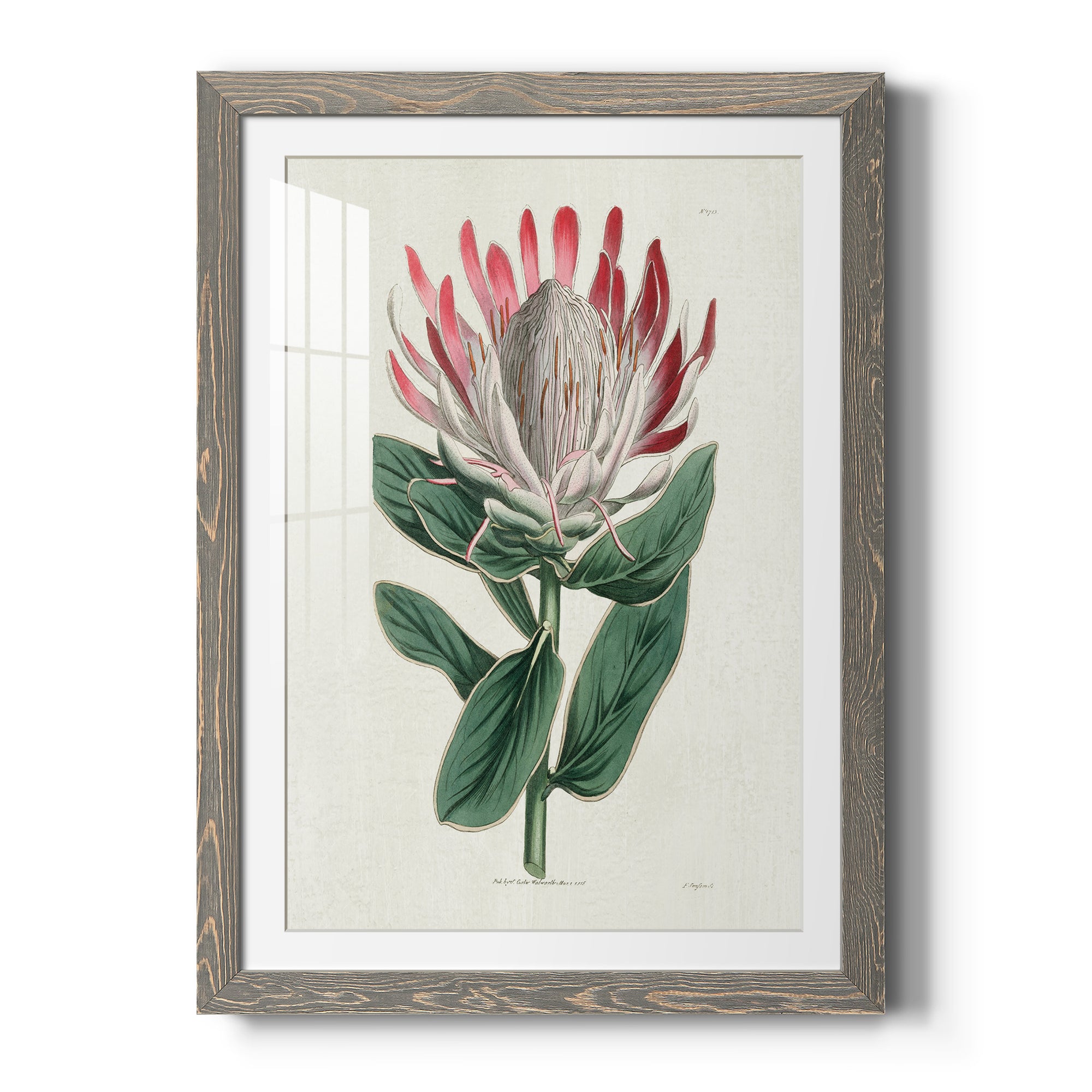 Protea N13 - Barnwood Framed Art Print