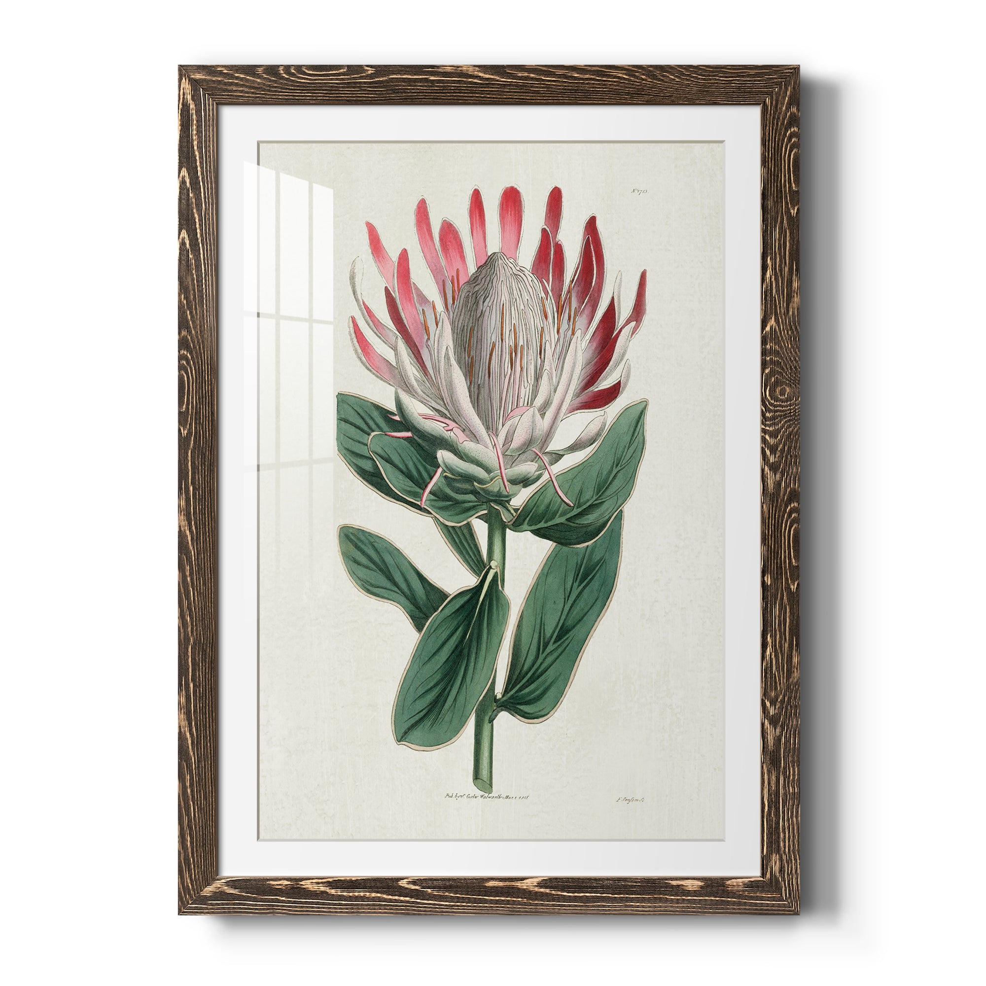 Protea N13 - Barnwood Framed Art Print