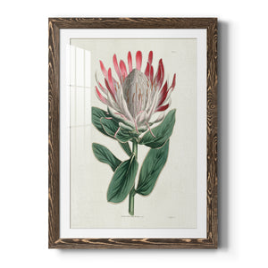 Protea N13 - Barnwood Framed Art Print