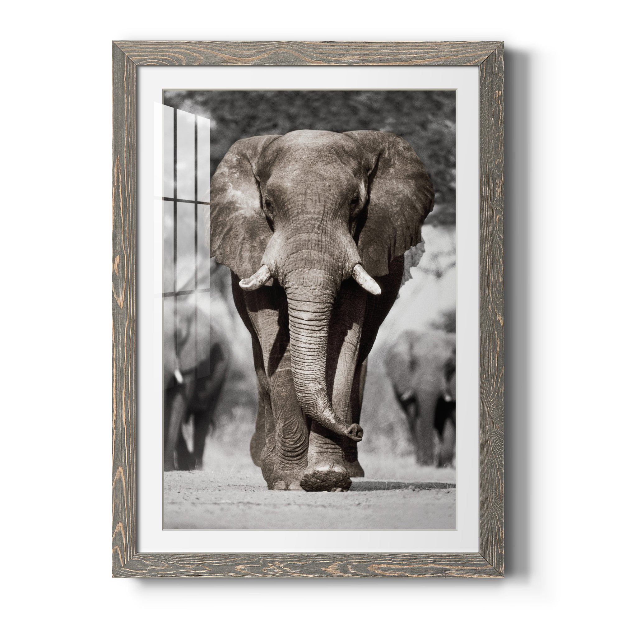 Botswana Patriarch - Barnwood Framed Art Print