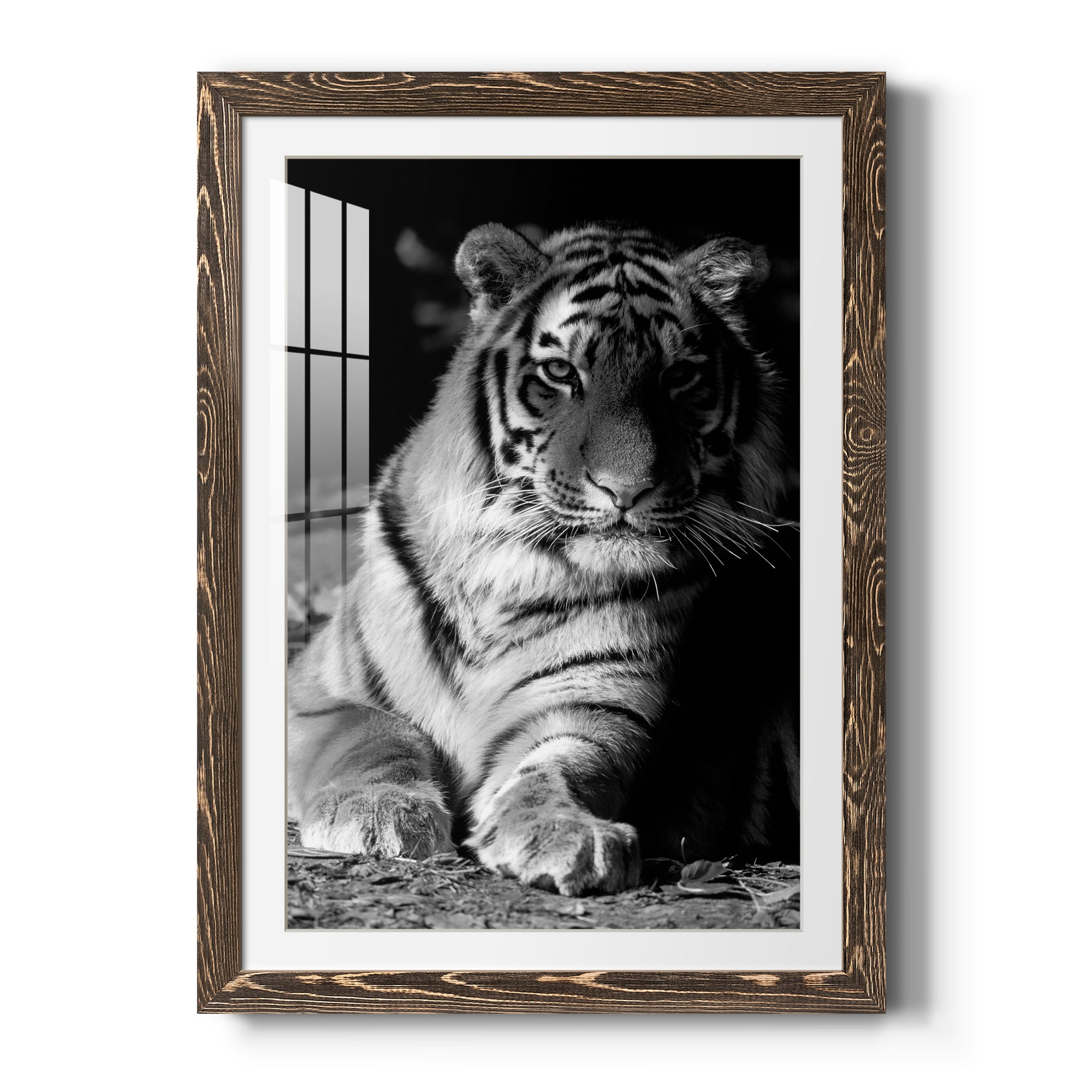 Tiger Repose - Barnwood Framed Art Print