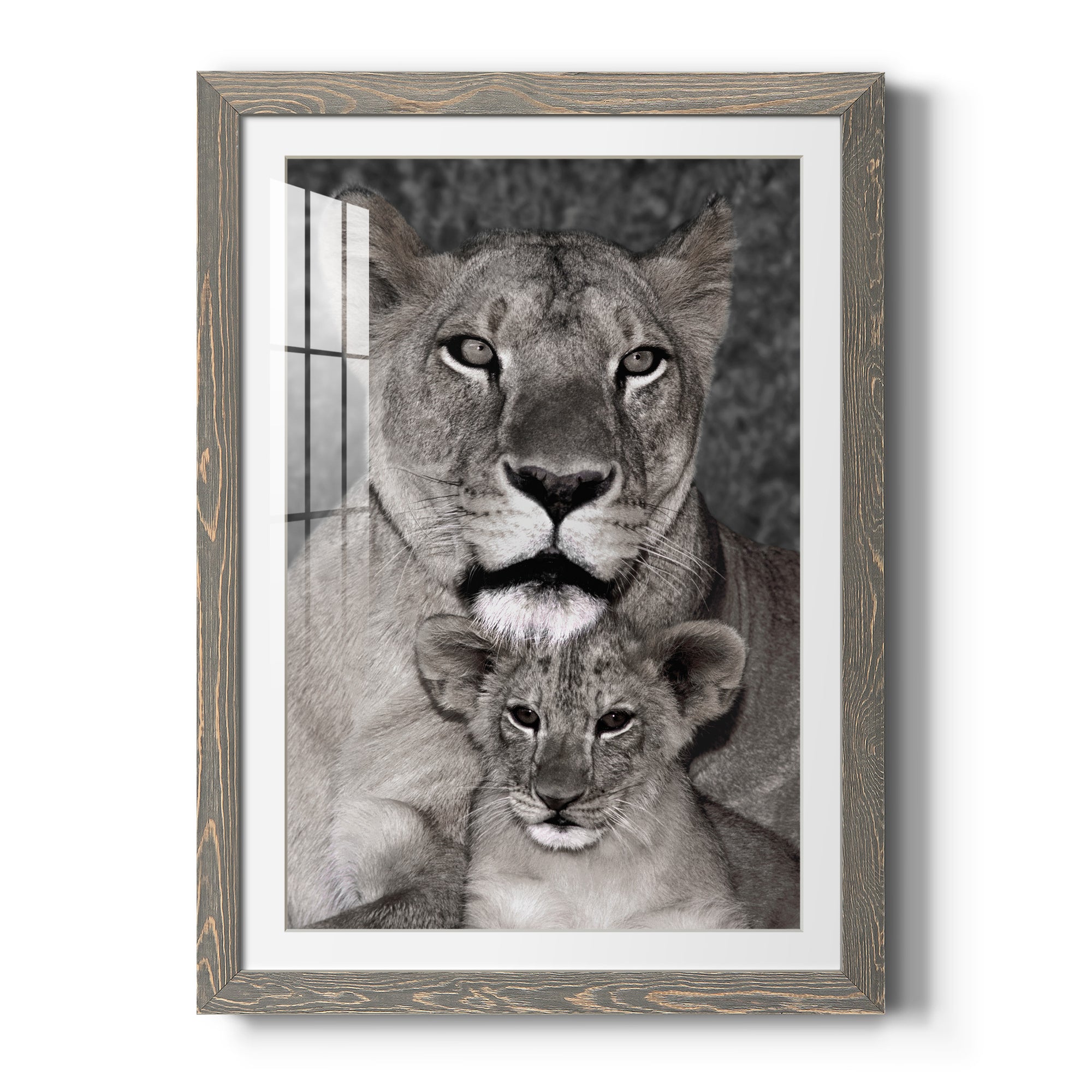Lioness and Cub - Barnwood Framed Art Print