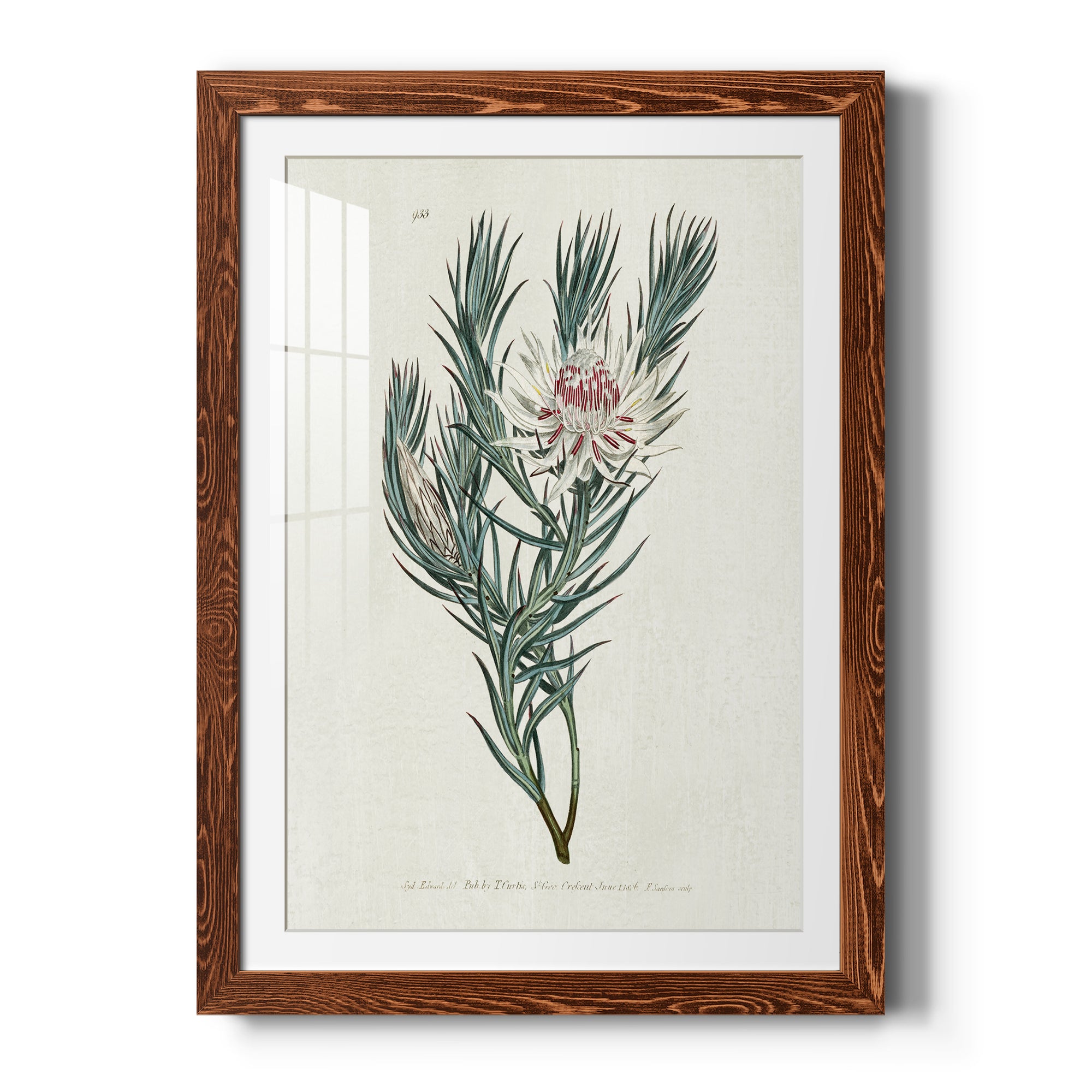 Protea N33 - Barnwood Framed Art Print