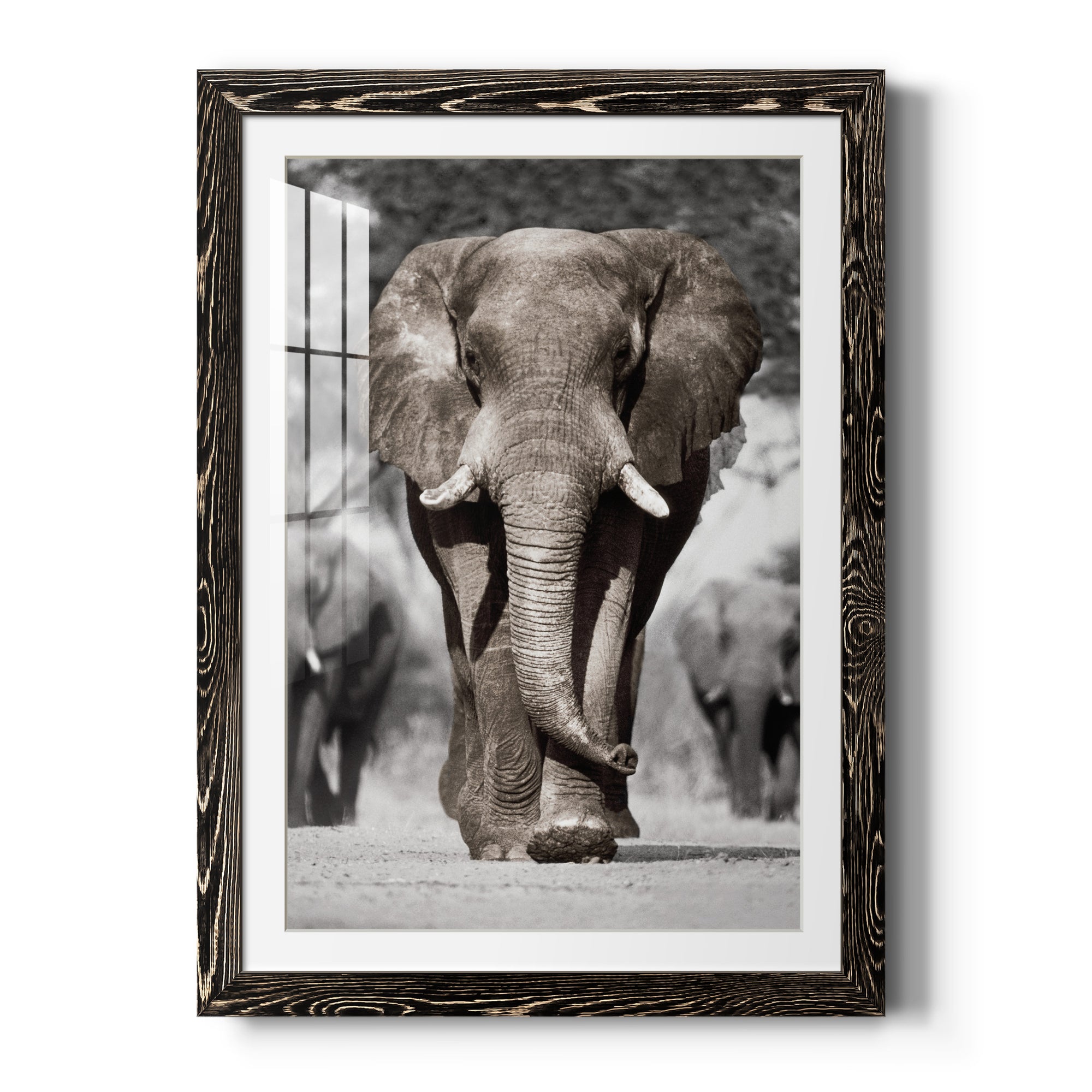 Botswana Patriarch - Barnwood Framed Art Print