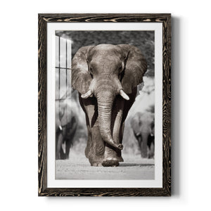 Botswana Patriarch - Barnwood Framed Art Print