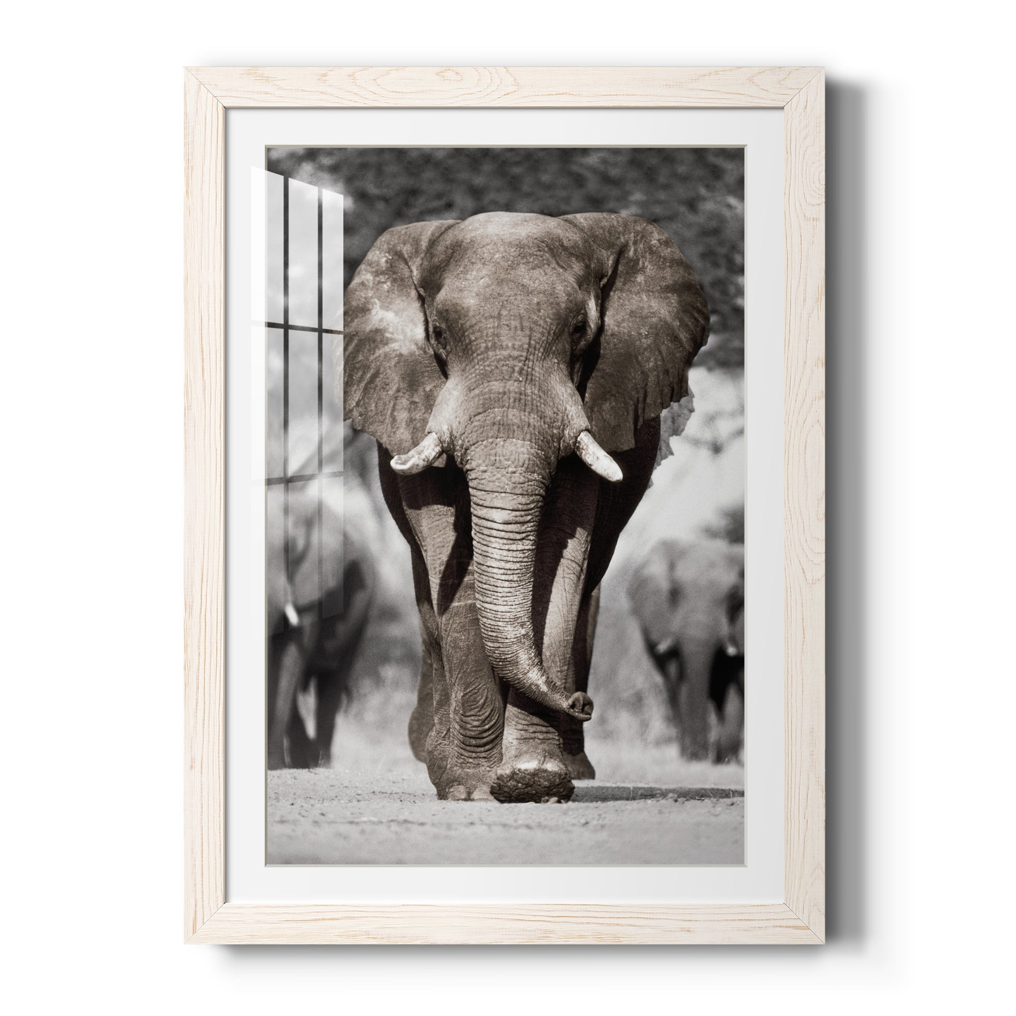 Botswana Patriarch - Barnwood Framed Art Print