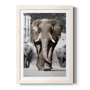 Botswana Patriarch - Barnwood Framed Art Print