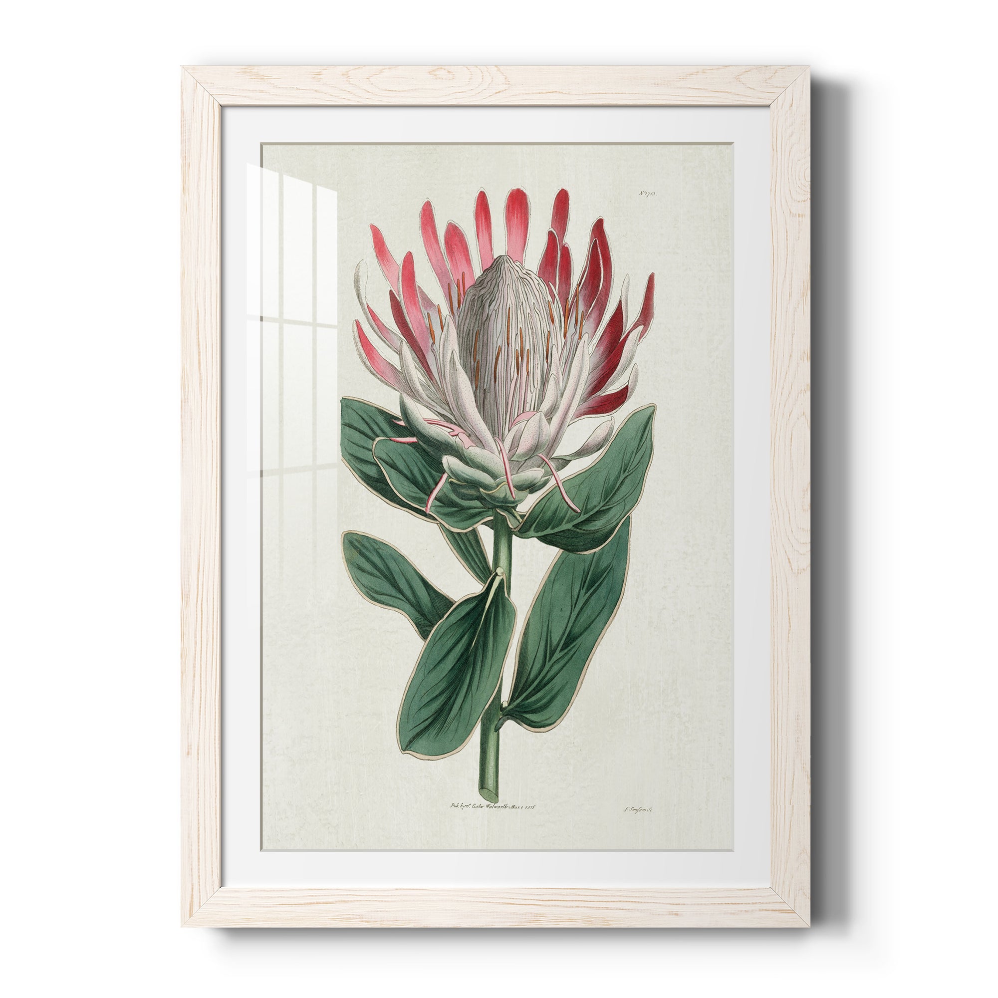 Protea N13 - Barnwood Framed Art Print