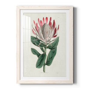 Protea N13 - Barnwood Framed Art Print
